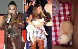 Carneiro, galinha e pintinhos: marido de Simone Mendes brinca sobre presentes dados por fãs durante shows