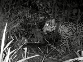 VÍDEO: Onça-pintada sobrevivente de incêndios no Pantanal dá à luz filhote
